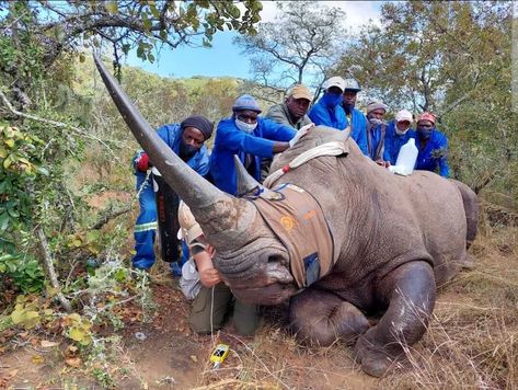 Dr. Johan treats an impressive, 40 year old Rhino Bull for a poacher's gun shot wound. - Saving the Survivors - Saving Poached Rhinos & Wildlife Rhino Species, Ted Nugent, Trophy Hunting, Shocking Facts, House Hunters, Endangered Animals, Today News, Wildlife Conservation, Animal Heads