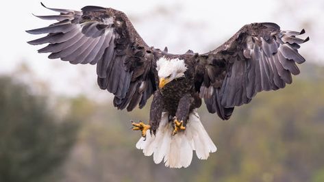 Bald eagle (Haliaeetus leucocephalus) hunting, Canada Hunting Photography, Eagle Hunting, Haliaeetus Leucocephalus, Paintings For Living Room, Wall Art Decor Prints, Eagle Pictures, Eagle Bird, Stone Wallpaper, Bedroom Decoration