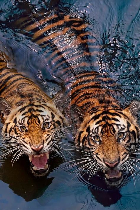 Tigers, Crystals Quotes, Tiger Aesthetic, Nature And Animals, Tiger Tiger, Quotes Art, Red Panda, Changing Seasons, Red
