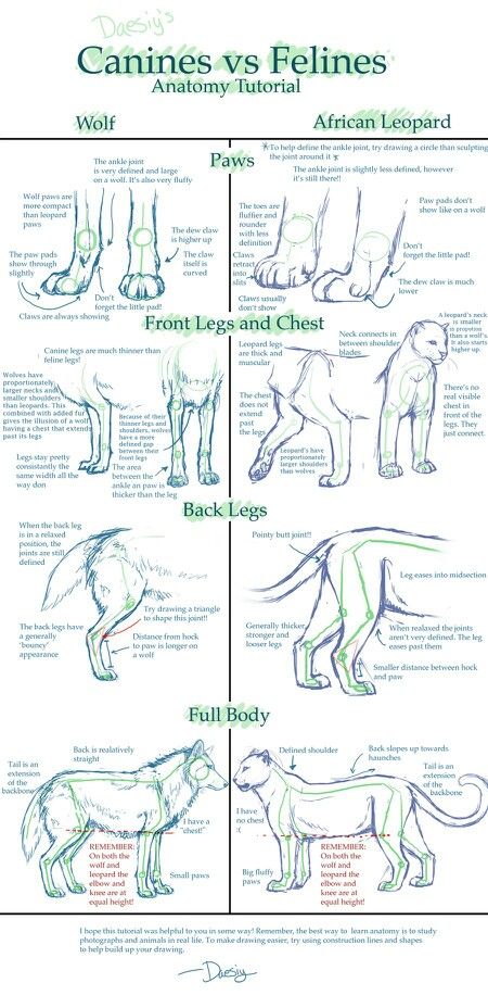 Cats and dogs Drawing Eyes, Cat And Dog Drawing, Feline Anatomy, Cat Anatomy, Anatomy Tutorial, Cat Reference, Animal Study, Poses References, Anatomy Drawing