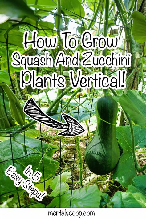 Zucchini Plants Vertical, How To Grow Squash Vertically, Vertical Zucchini Garden, How To Grow Zucchini Vertically, Squash Plants How To Grow, Vertical Squash Garden, Vertical Squash, Growing Squash Vertically, Squash Planting