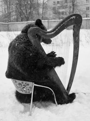 Appaloosa, Harp, Funny Vintage Photos, Dessin Adorable, Cute Bear, Quarter Horse, Vintage Humor, Vintage Pictures, 귀여운 동물