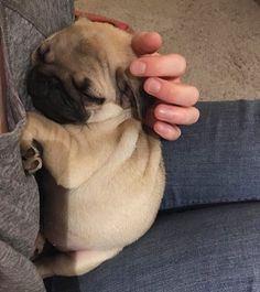 Smol bean #CuteHugga  Smol bean #CuteHuggablePictures #CutePictures #Smolbean #socuttteeee Baby Pugs, Pug Life, Pug Puppies, Teacup Dogs, Cute Pug Puppies, Pug Puppy, Cute Pugs, Cute Animal Photos