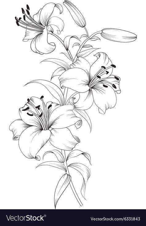 Butterfly Tattoos, Ako Kresliť, Lilies Drawing, Lily Flower Tattoos, Pencil Drawings Of Flowers, Desen Realist, Beautiful Flower Drawings, Tattoo Flowers, Pola Bordir