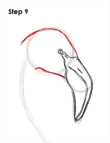 Draw A Flamingo, How To Draw Flamingo, Drawing Birds, Flamingo Pictures, Flamingo Painting, Bird Sketch, Bird Drawing, Flamingo Bird, Flamingo Art