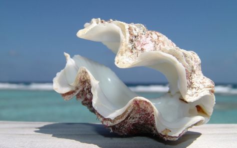 Beach Cottages, Ocean Life, Ocean Treasures, She Sells Seashells, I Love The Beach, Beach Living, Sealife, Nautilus, Ocean Beach