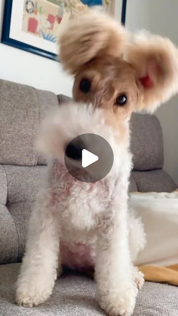 Video Dog Funny, Funny Dog Gifs, Funny Puppies Pictures, Cute Animals Funny Videos, Funny Cute Dog Pictures, Cute Good Morning Images Funny, Silly Good Morning, Animal Videos Cutest, Funny Dog Videos Hilarious Puppys