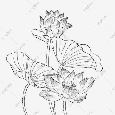 Lotus Embroidery Pattern, Lotus Leaves Drawing, Lotus Leaf Tattoo, Lotus Leaf Drawing, Lotus Leaf Illustration, Lotus Line Drawing, Leaf Line Drawing, Drawing Leaf, Lotus Artwork