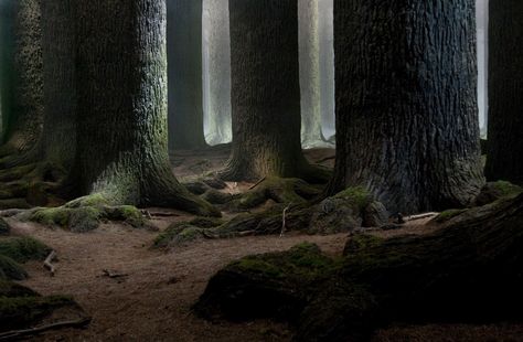 The Forbidden Forest, Deathly Hallows Part 2 Tumblr, Harry Potter Art Projects, Rabastan Lestrange, Dark Forest Aesthetic, Forbidden Forest, Harry Potter Set, Harry Potter Background, Backgrounds Pictures, Alternate Worlds
