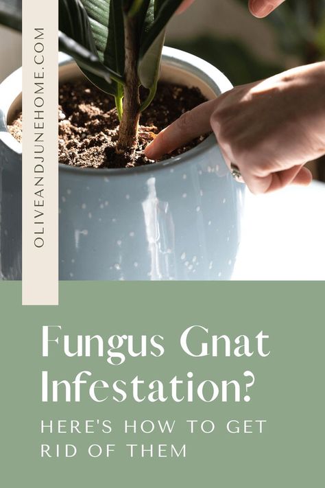 Getting Rid Of Nats, Gnats In House Plants, Inside House Plants, Indoor Green Plants, Safe House Plants, How To Get Rid Of Gnats, Snake Plant Care, Kitchen Plants, Plant Pests