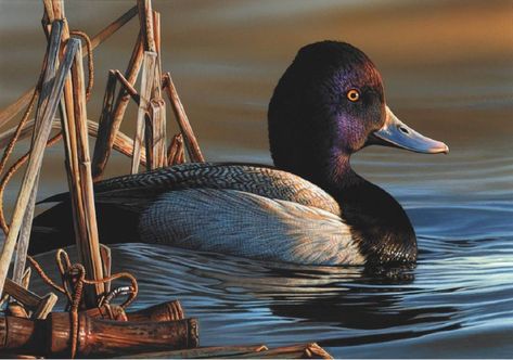 Federal, Waterfowl Hunting, Bird Pics, Duck Stamp, Duck Wallpaper, Duck Calls, Migratory Birds, Bird Hunting, Art Competitions