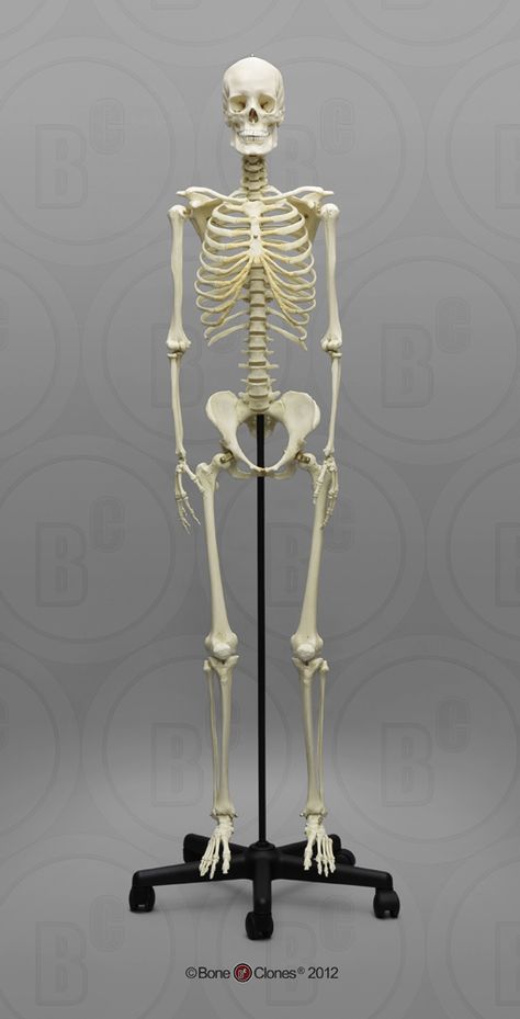 Human Female Skeletal Bones. Yes I want this in a male too. Real Human Skeleton, Skeleton Reference Anatomy, Female Skeleton Anatomy, Articulated Skeleton, Skeleton Sculpture, Real Skeleton, Female Skeleton, Skeleton Anatomy, Women Skeleton