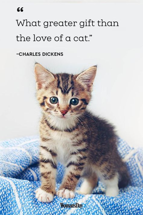 cat quotes - Charles Dickens Snoopy, Kitten Quotes, Cat Lover Quote, Cute Cat Quotes, Curiosity Killed The Cat, Cat Posters, Cat Quotes, Kittens Funny, Funny Cat Memes