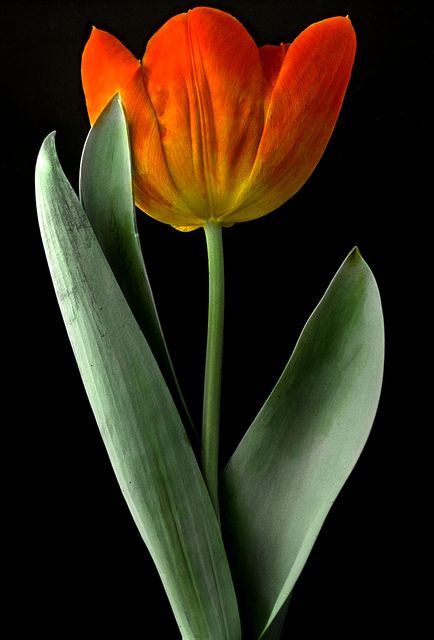 Early Single Tulip | Flickr - Photo Sharing! Single Tulip, Tulips Images, Parrot Art, Parrots Art, Flower Close Up, Orange Tulips, Different Types Of Flowers, Iris Flower, Tulip Flower