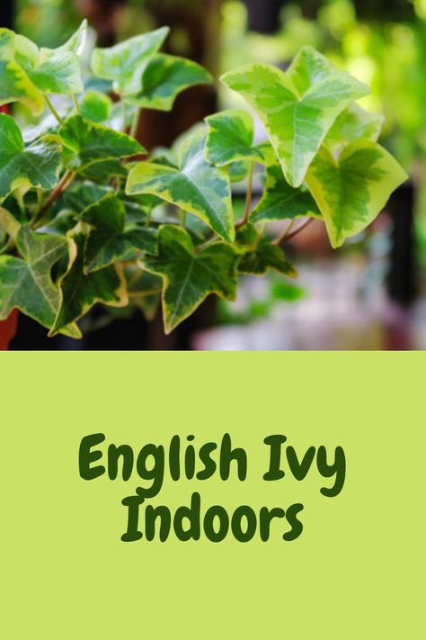 English Ivy Indoor, Indoor Ivy, Prayer Plant Care, Aloe Vera Plant Indoor, Ivy Plant Indoor, English Ivy Plant, Fun Garden Projects, Aloe Vera Care, Air Plants Care