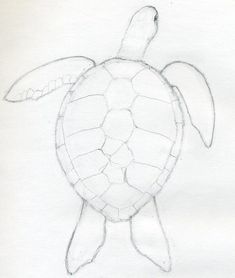 Pencil Drawing Tutorials, Draw A Turtle, Disney Pencil Drawings, Turtle Sketch, Sea Turtle Drawing, Easy Pencil Drawings, Easy Animal Drawings, Turtle Drawing, Easy Drawings For Beginners