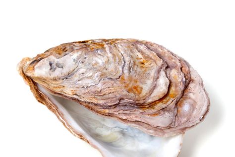 Oyster Shells Inspire Scientists To Create Glass That's Much Harder to Shatter - D-brief - biomimicry Scientists, Immune System, Types Of Plastics, Laminated Glass, Shattered Glass, Oyster Shells, Oyster Shell, Tempered Glass, Mother Of Pearl