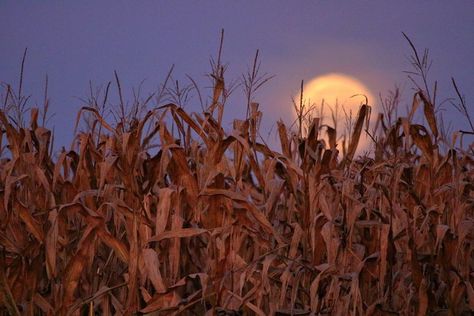 August's Full Moon, the Corn Moon December Full Moon, Frost Moon, Corn Moon, Corn Harvest, Sturgeon Moon, Phlox Flowers, Hello Giggles, Corn Fields, Male Deer