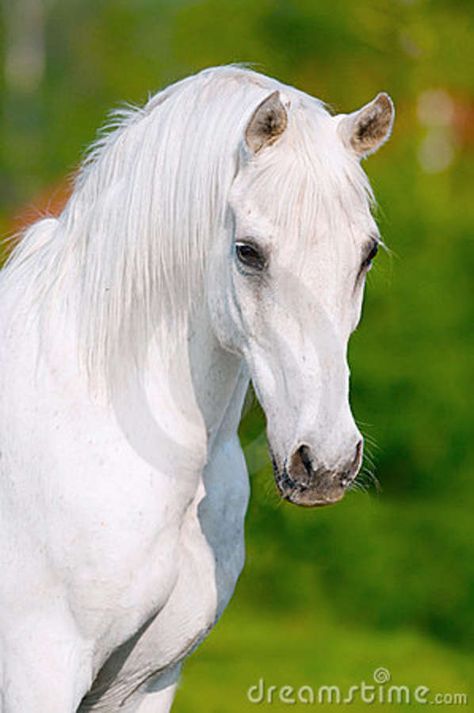 Olivia's horse she wants to ride in Heaven! Shadowfax Horse, Horse Head Photography, Cai Arabi, White Arabian Horse, Beautiful White Horse, White Horse Photography, Arab Horse, Rasy Koni, White Beauty