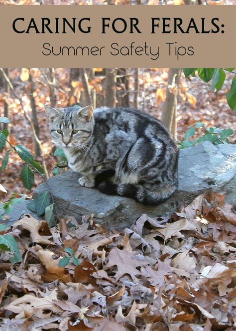 Caring for feral cats in your neighborhood? Check out these important tips to help keep them safe during the blazing hot summer months! http://www.prettyopinionated.com/2016/04/summer-safety-for-feral-cats/ Feral Cat Care, Kitty Supplies, Catification Ideas, Tnr Cats, Cats Health, Feral Cat Shelter, Outdoor Cat Shelter, Feral Cat House, Summer Safety