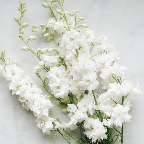White Delphinium Bouquet, White Delphinium Flower, White Stock Flower, Delphinium White, White Scabiosa, Delphinium Bouquet, White Delphinium, White Hydrangea Wedding, White Larkspur