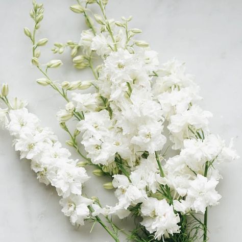 Tall White Flowers, White Delphinium Bouquet, Different White Flowers, White Delphinium Flower, Small White Bouquet, White Stock Flower, Delphinium White, White Garden Rose, White Scabiosa