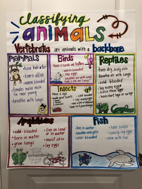 Classifying Animals Animal Habitats Anchor Chart, Classification Project Ideas, Organisation, Animal Groups Anchor Chart, Vertebrates And Invertebrates Anchor Chart, Animal Characteristics Anchor Chart, Classification Of Animals Project, Classifying Animals Activities, Animal Project Ideas