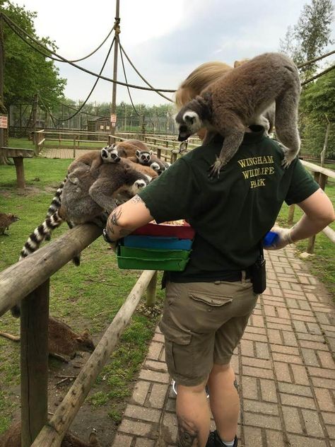 A Day in the Life of a Zookeeper Wildlife Zoologist Aesthetic, Zoo Worker Aesthetic, Helping Animals Aesthetic, Zooaligest Aesthetic, Primatologist Aesthetic, Zoo Keeper Aesthetic, Zoology Student Aesthetic, Conservationist Aesthetic, Animal Care Aesthetic