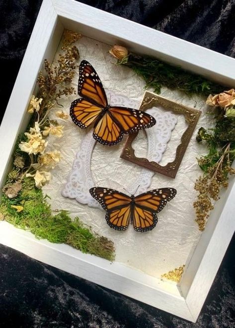 Croquis, Owl Shadow Box Ideas, Hummingbird Shadow Box Ideas, Wall Shadow Box Ideas, Diy Butterfly Shadow Box Ideas, Shadow Box Taxidermy, Butterfly Terrarium Diy, Scrapbook Shadow Box Ideas, Taxidermy Shadow Boxes