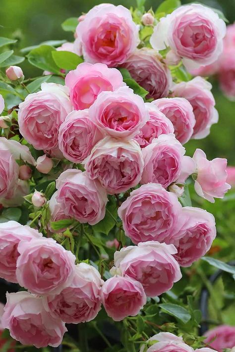 Nature, Rambler Roses Climbing, Landscaping With Roses Ideas, Popcorn Drift Roses Landscape Ideas, Garden Roses Landscape, Generous Gardener Rose, Drift Roses Front Yards, Modern Rose Garden, Potted Rose Garden