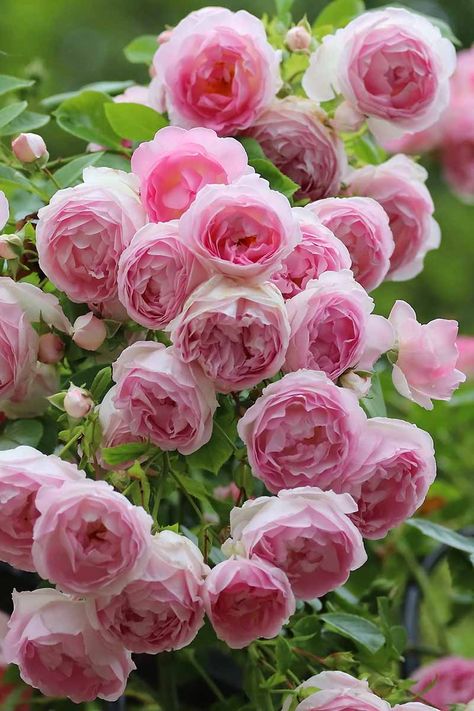 Nature, Landscaping With Roses Ideas, Generous Gardener Rose, Drift Roses Front Yards, Potted Rose Garden, James Galway Rose, Flowers That Grow In Shade, Roses Landscaping Ideas, Best Shade Flowers