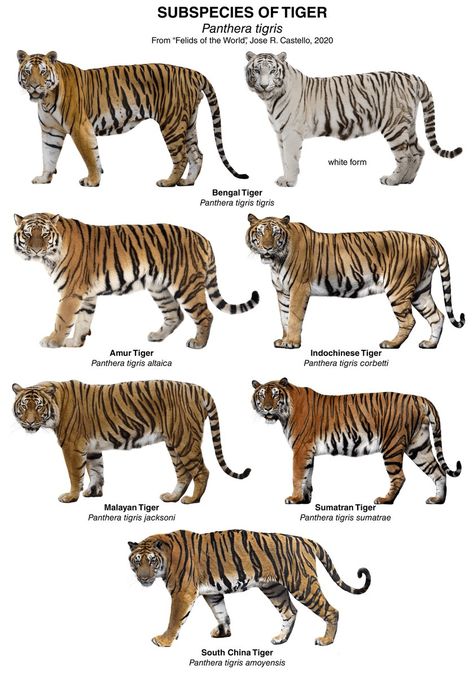 International Tiger Day - Officers Pulse Tiger Species, Animal Infographic, Tiger Conservation, Wild Animal Wallpaper, Cat Species, Tiger Art, Cat Family, Silly Animals, Animal Facts