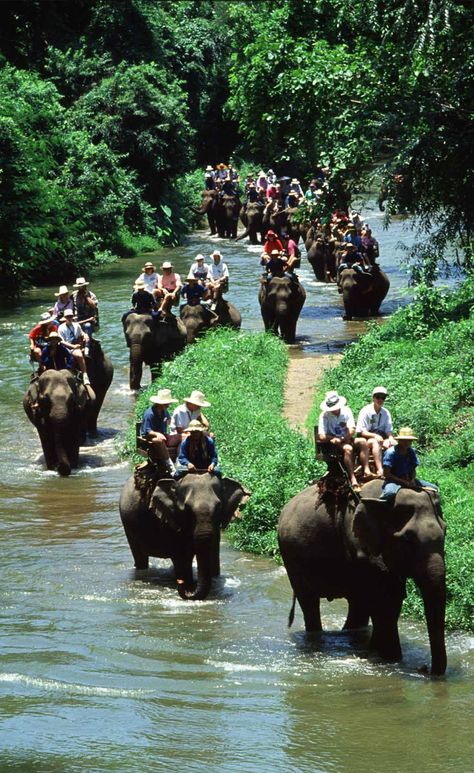 Asia Vacation, Sumatran Elephant, Bali Tour Packages, Elephant Safari, Voyage Bali, Elephant Ride, Bali Lombok, Best Boutique Hotels, Bali Hotels