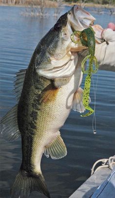 Bass Fishing Lures, Tackle Shop, Bass Fishing Tips, Fishing Pictures, Fishing Techniques, Largemouth Bass, Fishing Adventure, Freshwater Fishing, Fishing Life