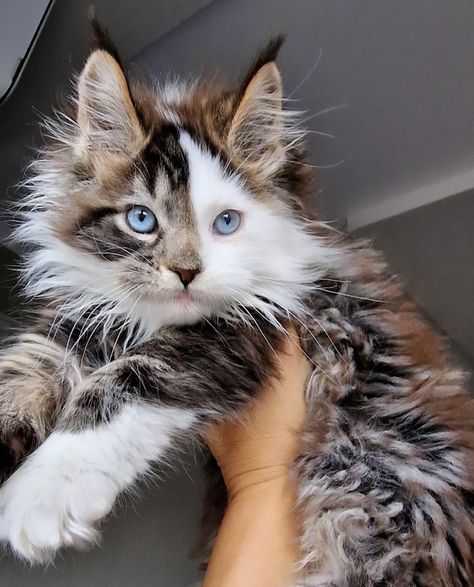 Maine Coon Maincoon Cat Big, Cat Looking Up, Unhinged Cat, Manecoon Cat, Animal Poses, Cute Small Animals, Very Cute Dogs, Gray Cat, Gorgeous Cats