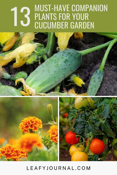 Enhance your cucumber garden with these 13 must-have companion plants that will take your harvest to new heights! From aromatic herbs to beneficial flowers, this collection offers the perfect companions to promote growth and ward off pests. Discover the power of interplanting and create a symbiotic ecosystem that maximizes your cucumber yield. Explore this Pinterest board for inspiration on how to create a diverse and thriving garden that supports your cucumber plants. Cucumber Garden, Cucumber Plants, Cucumber Gardening, Houseplants Decor, Cucumber Plant, Growing Cucumbers, Companion Plants, Thriving Garden, Vibrant Flowers