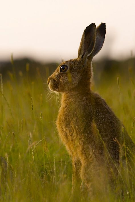 Hare Images, Hare Pictures, Wild Hare, Tattoo Nature, Wild Rabbit, British Wildlife, Rodents, Nature Aesthetic, Animal Photo