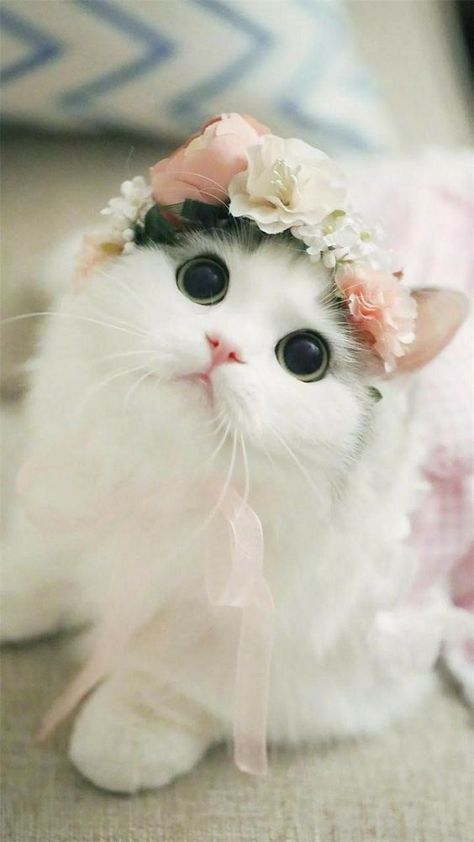 OMG! This is so beautiful. sooooo cute. Söpö Kissa, Haiwan Comel, Cai Sălbatici, Anak Haiwan, Söt Katt, Cele Mai Drăguțe Animale, Koci Humor, Beautiful Kittens, Haiwan Lucu