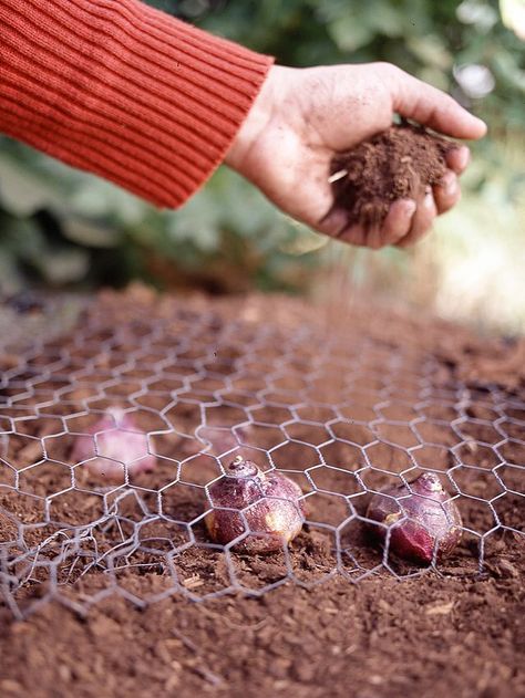 Chicken Wire over Bulbs Garden Care, Garden Bulbs, Perennial Bulbs, Planting Tulips, Fall Bulbs, Tulip Bulbs, Tulips Garden, Cut Flower Garden, Spring Bulbs