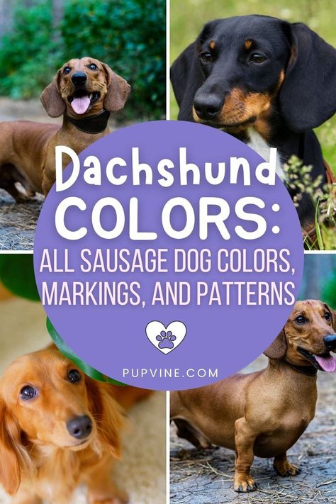 Dachshund Colors, Sausage Dog Puppy, Dachshund Breed, Dachshund Pattern, Sausage Dogs, Sausage Dog, Dachshund Dog, Dog Life, Dog Owners