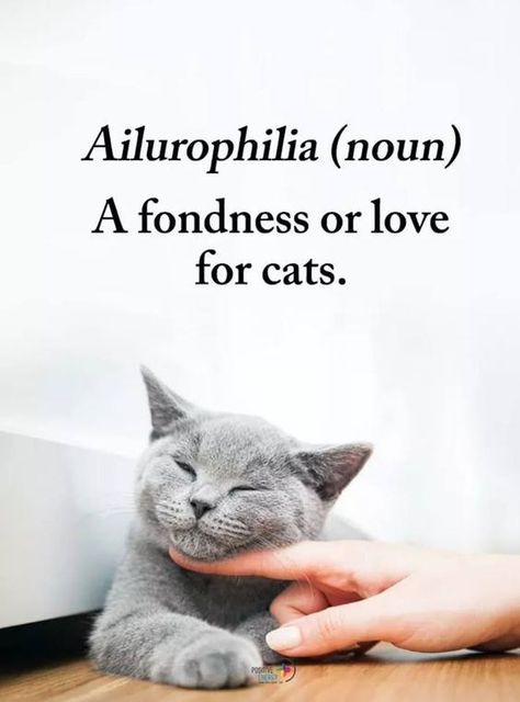 Crazy Cat Lady, Image Chat, Meme Gato, Cat Facts, Cat Quotes, Cat Care, Cats Meow, For Cats, New Words