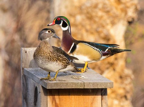 Wood Duck House, Duck House Plans, Owl Nest Box, Duck Feed, Western Screech Owl, Bluebird Nest, Duck Photography, Backyard Birds Feeders, Duck Blind