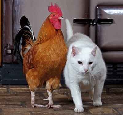 Rooster and Cat Skye Terrier, Unusual Animal Friends, Unlikely Animal Friends, Unusual Animal Friendships, Animal Friendships, Unlikely Friends, Animal Magic, Animals Friendship, Unusual Animals