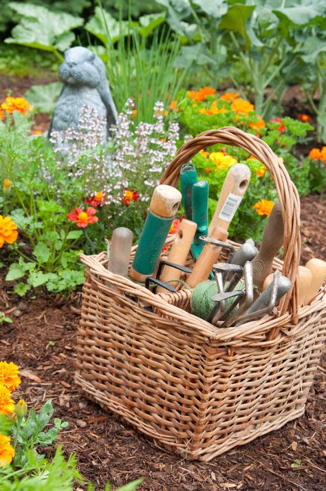 Garden River, Tiny Garden Ideas, Micro Garden, Best Garden Tools, Tiny Garden, Fall Garden Vegetables, Potager Garden, Garden Vegetables, Organic Vegetable Garden