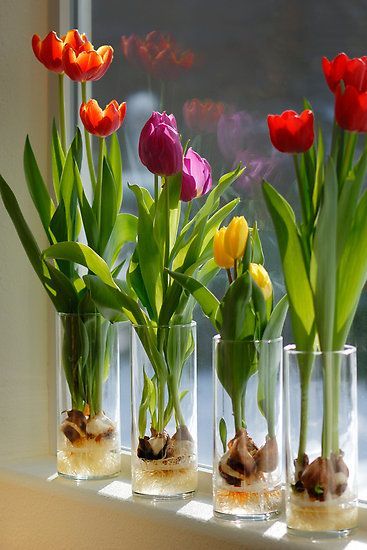 Indoor Tulips . . . Step 1 - Fill a glass container about 1/3 of the way with glass marbles or decorative rocks. Clear glass will enable you to watch the roots develop . . . Step 2 - Set the tulip bulb on top of the marbles or stones; pointed end UP. Add a few more marbles or rocks so that the tulip bulb is surrounded but not covered (think support). . .Step 3 - Pour fresh water into the container. The water shouldn't touch the bulb, but it should be very close, so that the roots will grow i... Steam Night, Forcing Bulbs, Tanaman Air, Plants Grown In Water, Growing Tulips, Taman Air, Tanaman Indoor, Tanaman Pot, Beginner Gardening