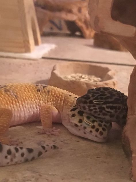 Funny Animal, Nature, Napping Together, Animals Tattoo, Tattoo Nature, Wallpaper Aesthetics, Leopard Gecko, Gecko, Watch Video