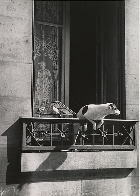 André Kertész, The Concierge's Dog, Paris. 1929, printed ca. 1978. (Gelatin silver print) Henri Cartier Bresson, Appaloosa, Andre Kertesz, Black And White Dog, Rat Terriers, Foto Vintage, Foto Art, Vintage Dog, White Dogs