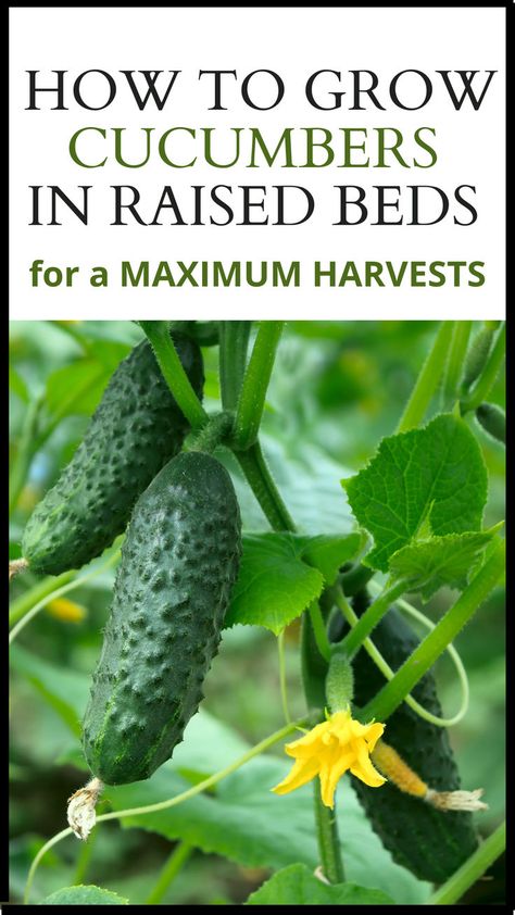 How to Grow Cucumbers in Raised Beds for Maximum Harvest - photo of small pickling cucumbers growing. Grow Cucumber, Hydrating Smoothie, How To Grow Cucumbers, How To Harvest Lettuce, Cucumber Plants, Grow Cucumbers, Growing Squash, Gardening Tricks, Healthy Soil