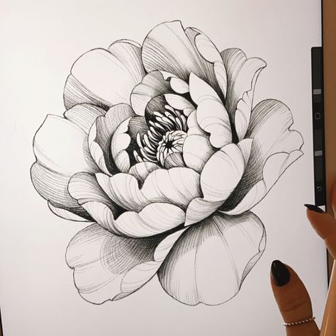 Tati Ferrigno shared a photo on Instagram: “What is your favorite flower? . . #peony #peonyflower #peonytattoo #tattoodesign #sketch #drawing…” • See 127 photos and videos on their profile. Peony Flower Tattoos, Peony Drawing, Flores Tattoo, Peony Tattoo, Flower Tattoo Drawings, Flower Line Drawings, Flower Drawing Tutorials, Peonies Tattoo, Tattoo Stencil Outline