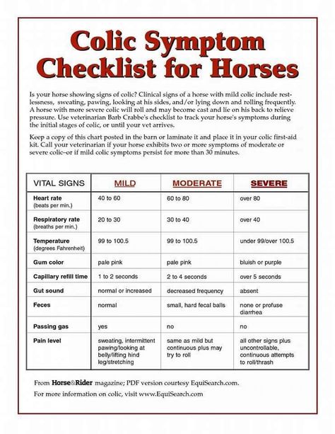 Equine Business Ideas, Horse Education, Animal Vet, Equine Care, Horse Information, Healthy Horses, Horse Care Tips, Horse Facts, Horse Info